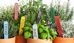 Herbal gardens and apiary